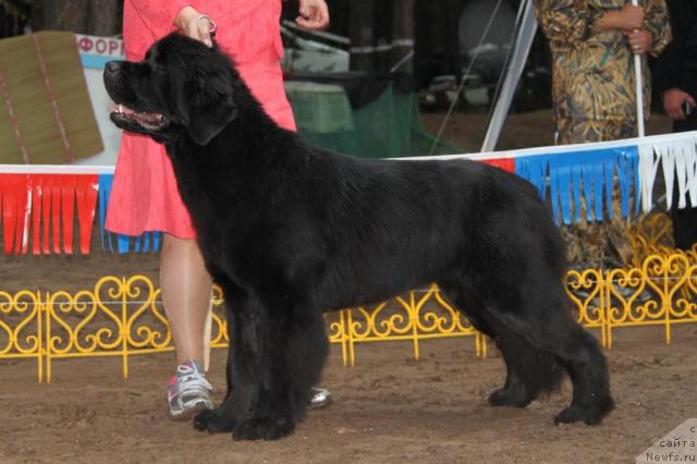Фото: ньюфаундленд Акватория Келвин Импресса (Aquatoriya Kelvin Impressa)