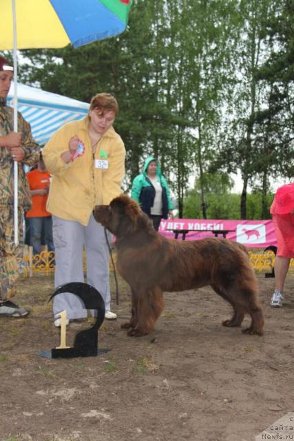 Фото: ньюфаундленд Кокетка от Чаннел из Медвежьего Яра