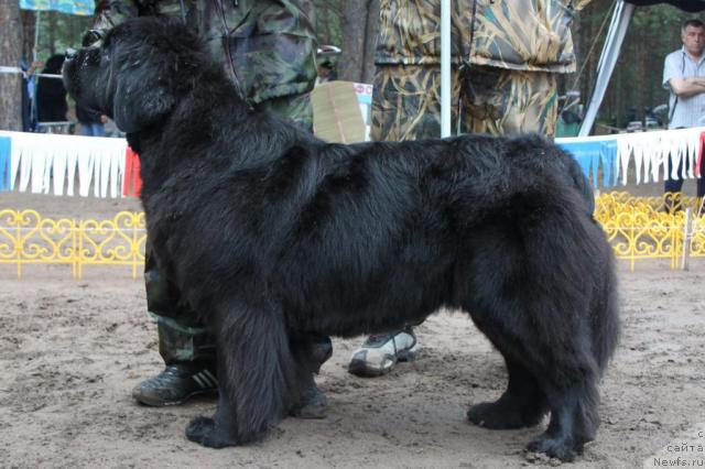 Фото: ньюфаундленд Оттава (Ottava)