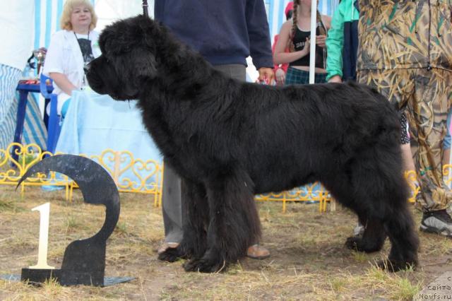 Фото: ньюфаундленд Акин Соул София