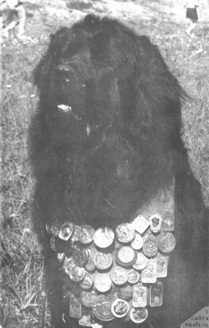 Фото: ньюфаундленд Юромти Гамбо (Juromti Gambo)