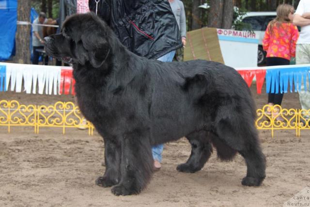 Фото: ньюфаундленд Акватория Келвин Звездная Королева (Aquatoriya Kelvin Zvezdnaya Koroleva)