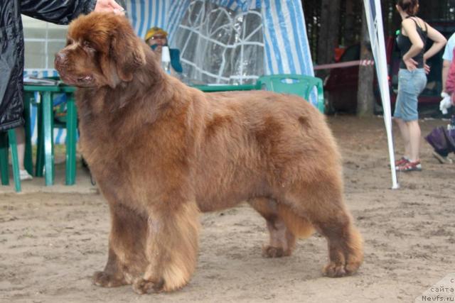 Фото: ньюфаундленд Amazing Grace vom Riesrand