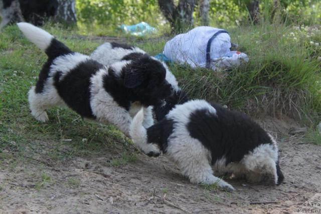 Фото: ньюфаундленд Аквиан Сонг Зес Трибьют ту Фешен, и, ньюфаундленд Аквиан Сонг Зест Бьютифул (Akvian Song Zest Beautiful)