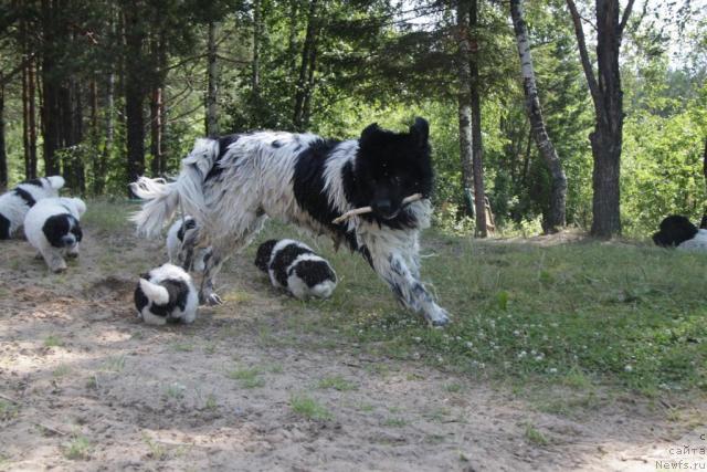 Фото: ньюфаундленд Плюшевая Панда Ла Белла