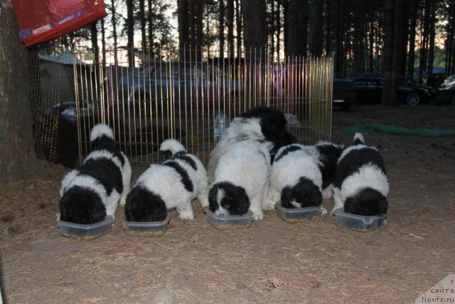 Фото: ньюфаундленд Аквиан Сонг Зес Трибьют ту Фешен, ньюфаундленд Аквиан Сонг Зиппи Панда, ньюфаундленд Аквиан Сонг Зефир, ньюфаундленд Аквиан Сонг Зеро Гравити (Akvian Song Zero Graviti), ньюфаундленд Аквиан Сонг Зест Бьютифул (Akvian Song Zest Beautiful)