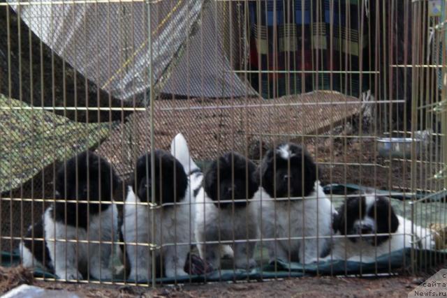 Фото: ньюфаундленд Аквиан Сонг Зес Трибьют ту Фешен, ньюфаундленд Аквиан Сонг Зест Бьютифул (Akvian Song Zest Beautiful), ньюфаундленд Аквиан Сонг Зиппи Панда, ньюфаундленд Аквиан Сонг Зеро Гравити (Akvian Song Zero Graviti), ньюфаундленд Аквиан Сонг Зефир