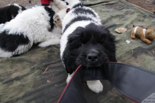 Фото: ньюфаундленд Аквиан Сонг Зиппи Панда