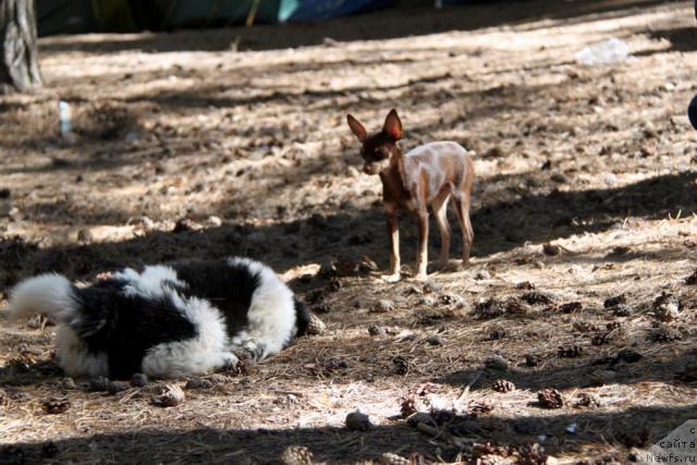Фото: ньюфаундленд Аквиан Сонг Зес Трибьют ту Фешен