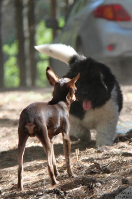 Фото: ньюфаундленд Аквиан Сонг Зес Трибьют ту Фешен