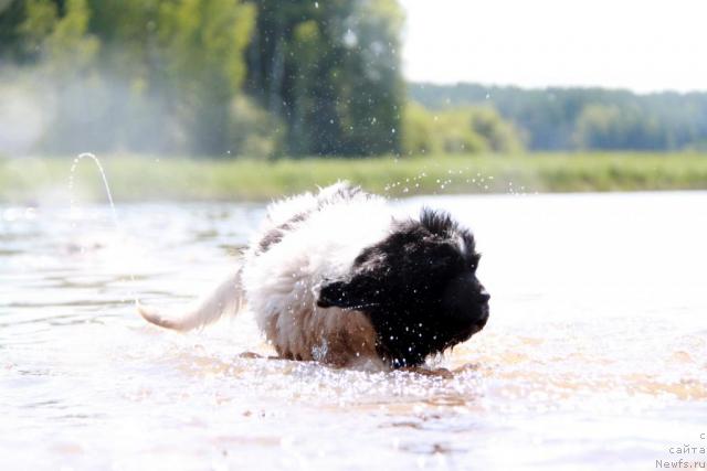 Фото: ньюфаундленд Аквиан Сонг Зеро Гравити (Akvian Song Zero Graviti)