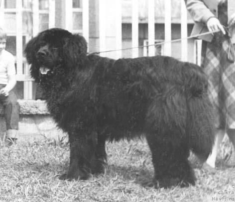 Фото: ньюфаундленд Витас