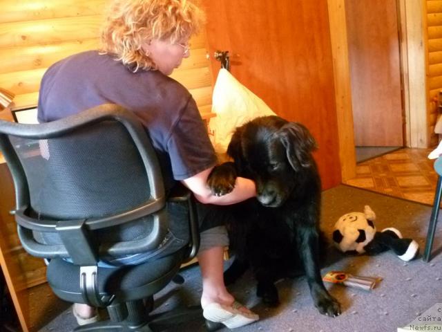 Фото: Елена Шигаль, ньюфаундленд Бонни Флайт