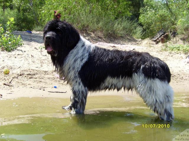 Фото: ньюфаундленд Плюшевая Панда Стиль-Санкт-Петербурга