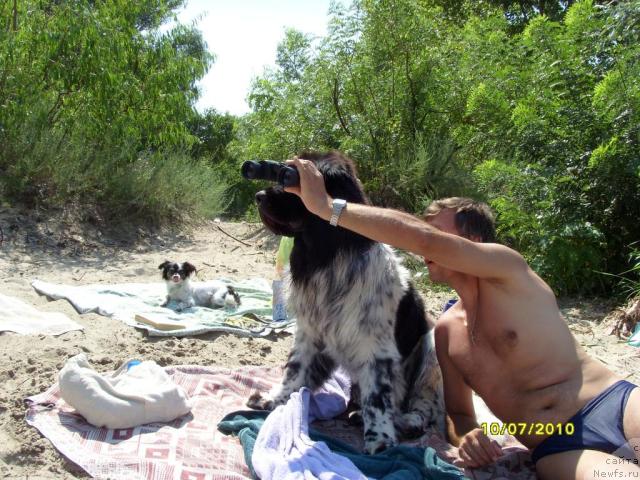 Фото: ньюфаундленд Плюшевая Панда Стиль-Санкт-Петербурга
