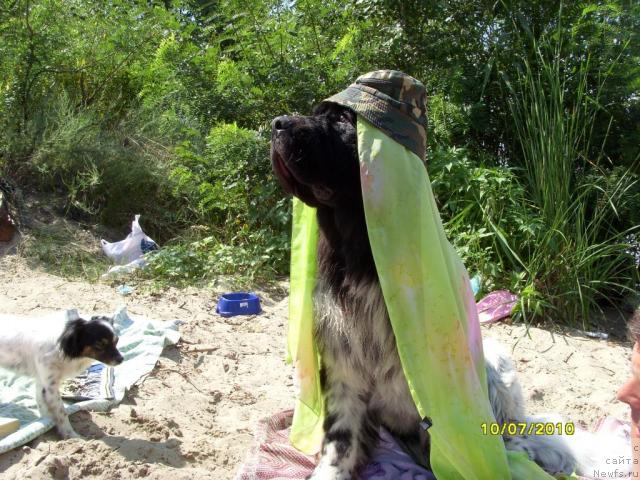 Фото: ньюфаундленд Плюшевая Панда Стиль-Санкт-Петербурга