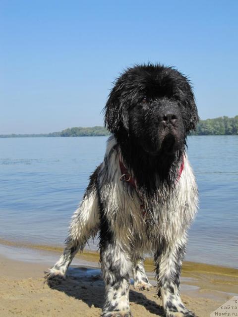 Фото: ньюфаундленд Плюшевая Панда Стиль-Санкт-Петербурга