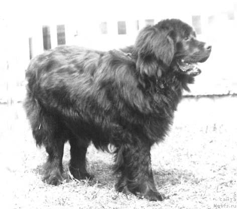 Фото: ньюфаундленд Витас