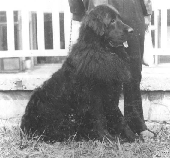 Фото: ньюфаундленд Силур Гапи