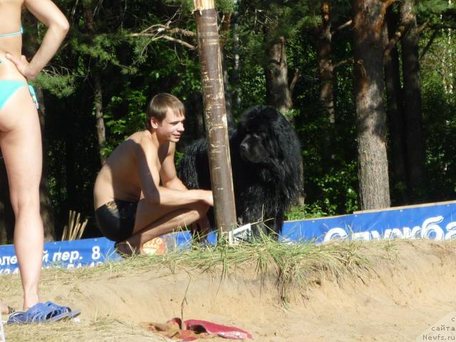 Фото: Максим Канунников, ньюфаундленд Супер Премиум Вашингтон