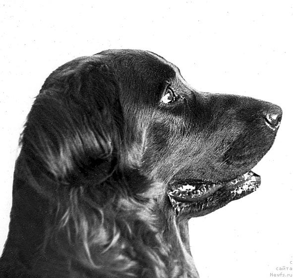 Фото: ньюфаундленд Лаура