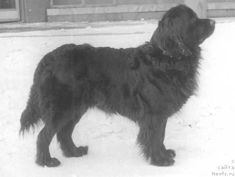 Фото: ньюфаундленд Клеменция Жан