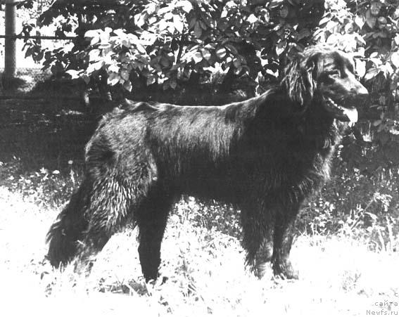 Фото: ньюфаундленд Рина Ил