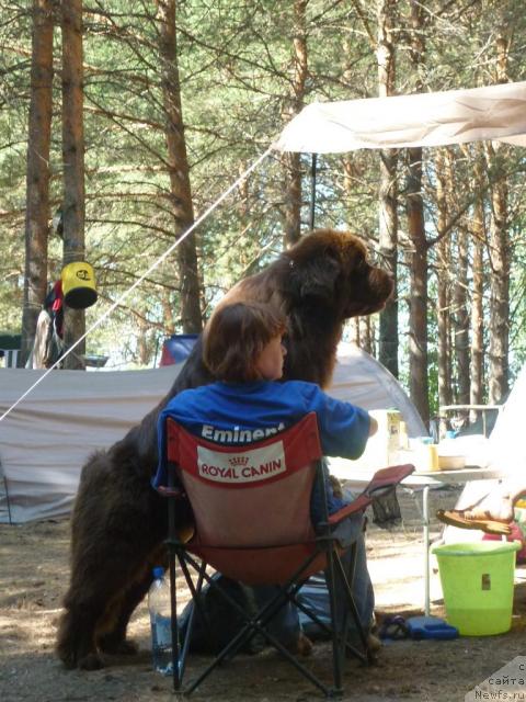 Фото: Татьяна Абутова, ньюфаундленд Amazing Grace vom Riesrand