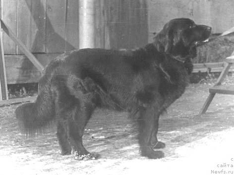 Фото: ньюфаундленд Шайдиника