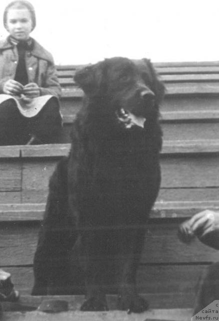 Фото: ньюфаундленд Виолетта Ескри