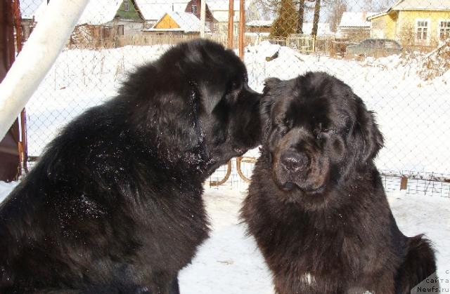 Фото: ньюфаундленд My Big Dream Eyecatcher, ньюфаундленд Кукла Барби из Антаграда (Kukla Barbi iz Antagrada)