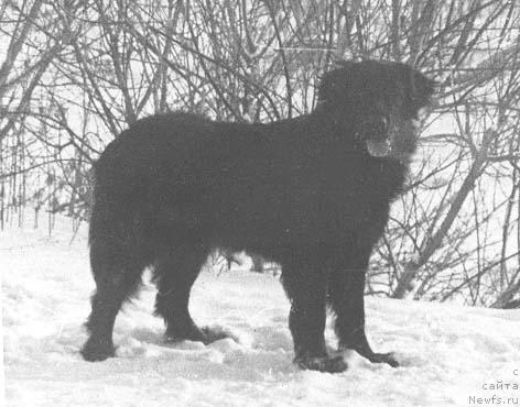 Фото: ньюфаундленд Офелия Скиби