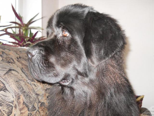 Фото: ньюфаундленд Калифорния из Медвежьего Яра