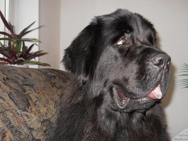 Фото: ньюфаундленд Калифорния из Медвежьего Яра