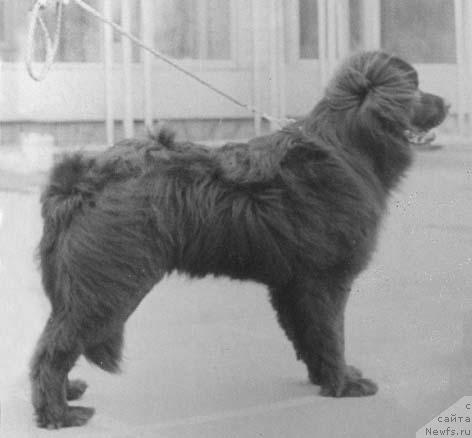 Фото: ньюфаундленд Хангер Зар