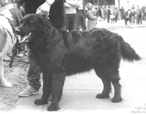 Фото: ньюфаундленд Мария Мирабелла Скай Терра Нова