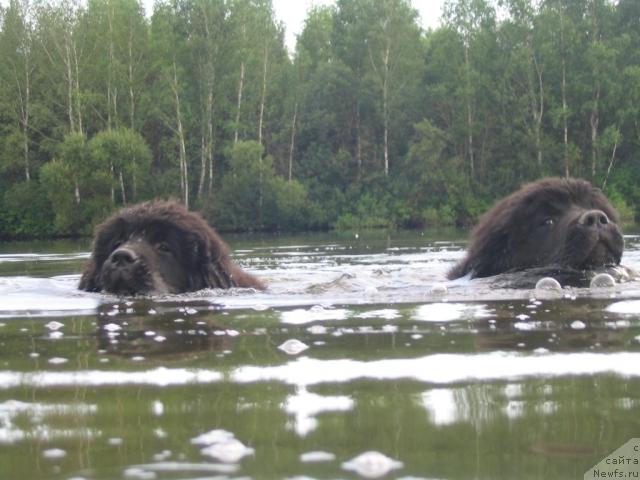 Фото: Щенки 