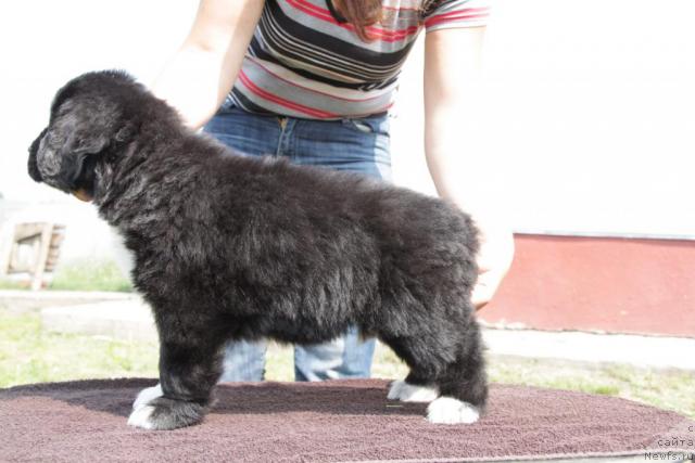 Фото: ньюфаундленд Икона Стиля