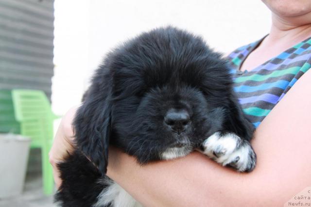 Фото: ньюфаундленд Икона Стиля