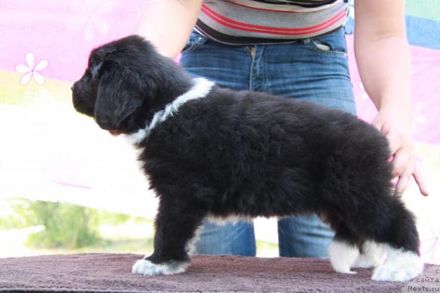 Фото: ньюфаундленд Иоланта Богиня Любви