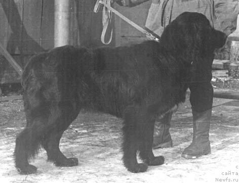 Фото: ньюфаундленд Жан Чарвенс