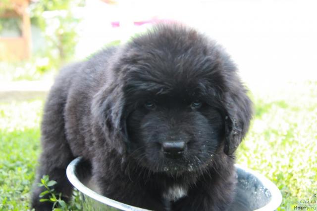 Фото: ньюфаундленд Императрица Красоты