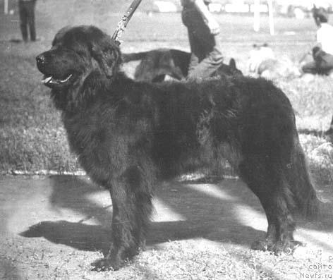 Фото: ньюфаундленд Шейла Вуг