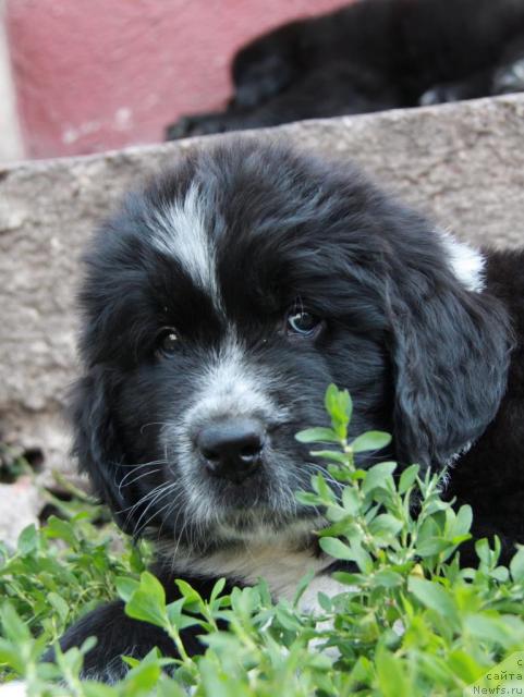 Фото: ньюфаундленд Иванушка Интернешнл