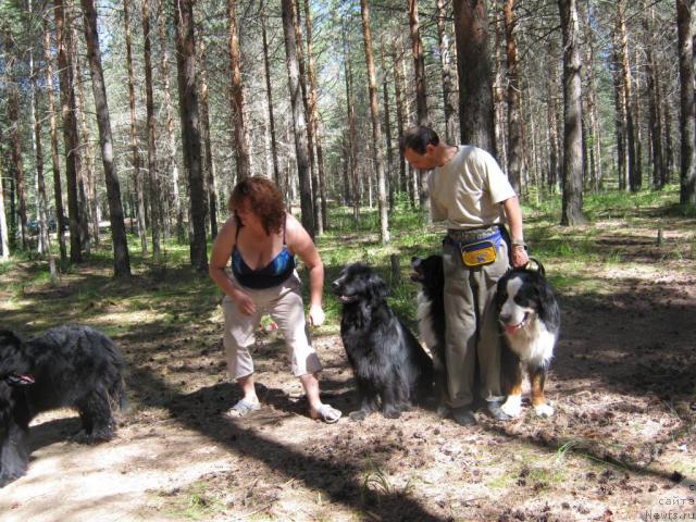 Фото: ньюфаундленд Ясная Ночка ден Баффи, ньюфаундленд Цесси Фабиана Блэк Фауна, берны Принц и Берси