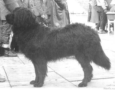 Фото: ньюфаундленд Викки