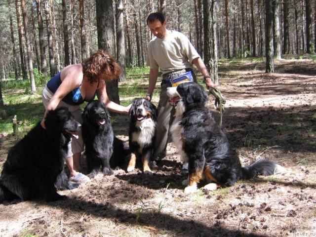 Фото: ньюфаундленд Ясная Ночка ден Баффи, Елена Ульева, ньюфаундленд Цесси Фабиана Блэк Фауна, Принц, Игорь, Берси