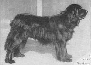 Фото: ньюфаундленд Barry vom Sylvanerhof