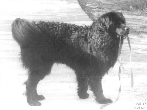 Фото: ньюфаундленд Мифи