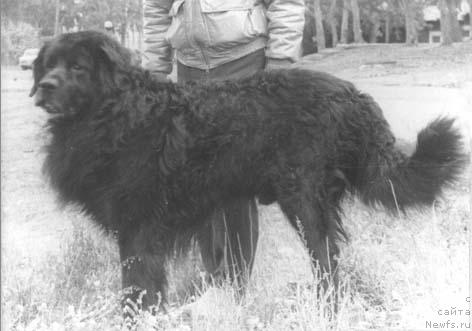 Фото: ньюфаундленд Тиндуф